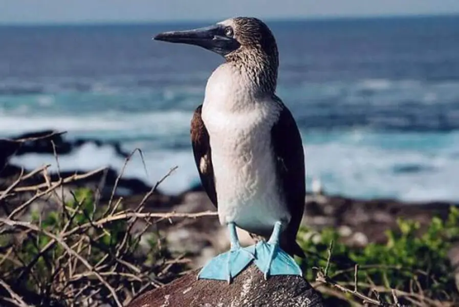 Blue-footed booby Box 6